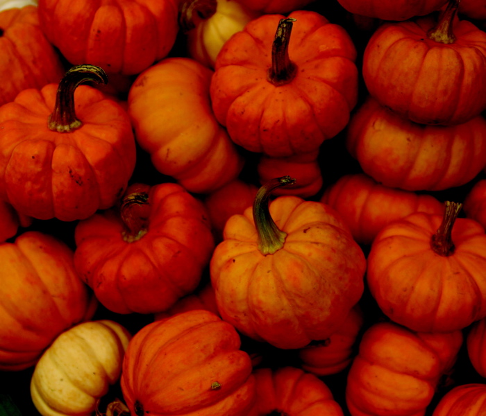 pumpkins.jpg
