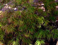 Japanese Weeping Maple