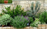 Native Plants