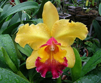 Orchid