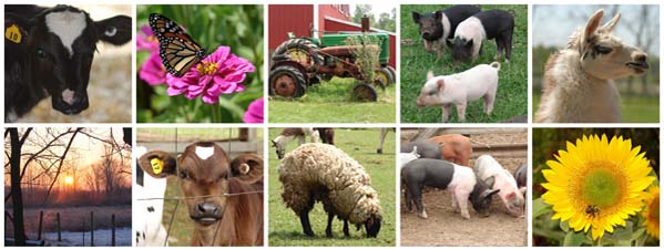 farm_collage1.jpg