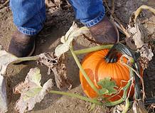 pumpkin.jpg