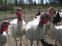 turkeys2.JPG