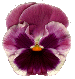 26-916326199.gif
