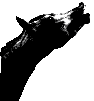 horseheadfunny.gif