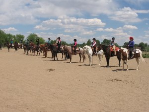 stockhorse1.jpg