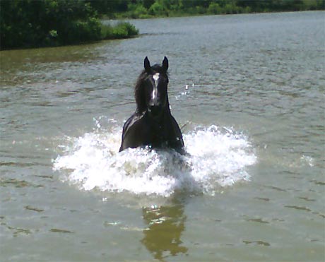 wet horse.jpg