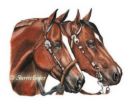 horses2.jpg