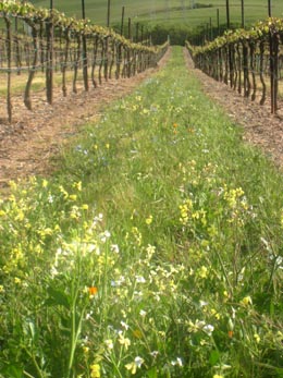 wild flowers_sm.jpg