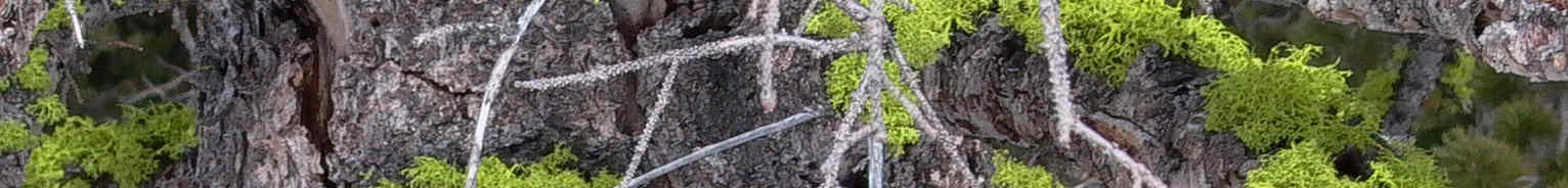 moss.jpg