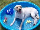 dog in pool.jpg