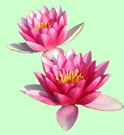 water-lilly 3.jpg