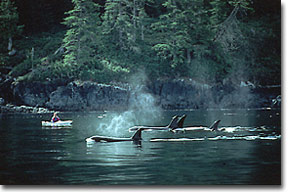 orcas_kayaking.jpg