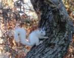 White Squirrel.jpg