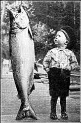 chinook_salmon.jpg