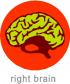 right brain