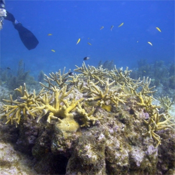Replanted Staghorn Colony