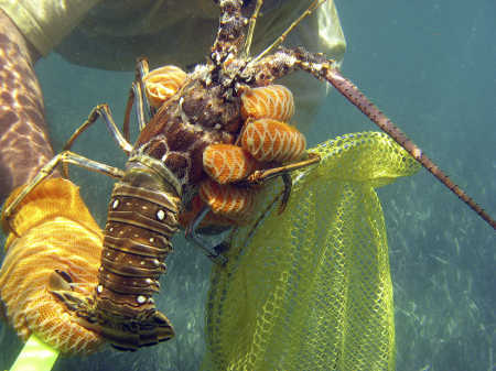 FLorida Spiny Lobster