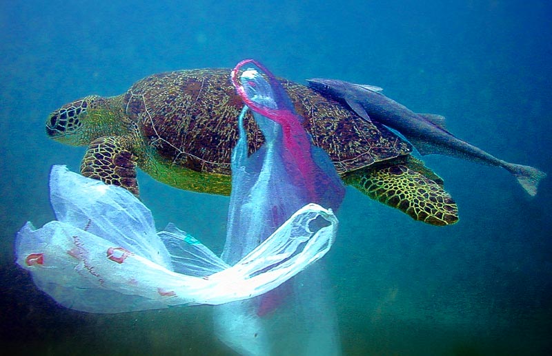 Plastic Bags in Our Oceans