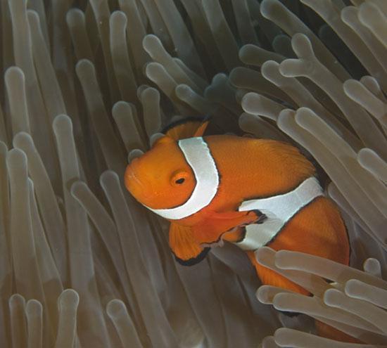 Clownfish sheltering in an anemone from Kimbe Bay