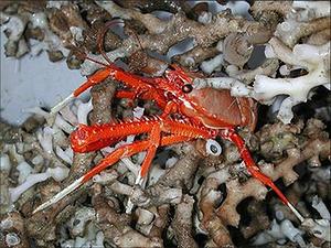 Crab Perched on Deepwater Coral 