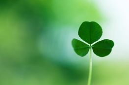 clover.jpg