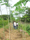 Ipil-Ipil