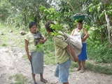 Distributing Grafted Citrus in Honduras