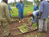 Seedlings in Ethiopia