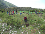 Planting Trees in Haiti