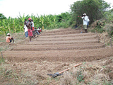 Establishing Nursery in Haiti