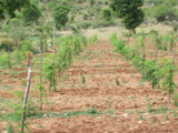 moringa gangi.jpg
