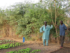 Madou Ndiaye's Field in Ngoudiba