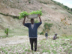 Transporting Trees in Devanbare, Haiti