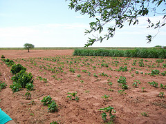 Vitoria's Coffee Field in Brazil
