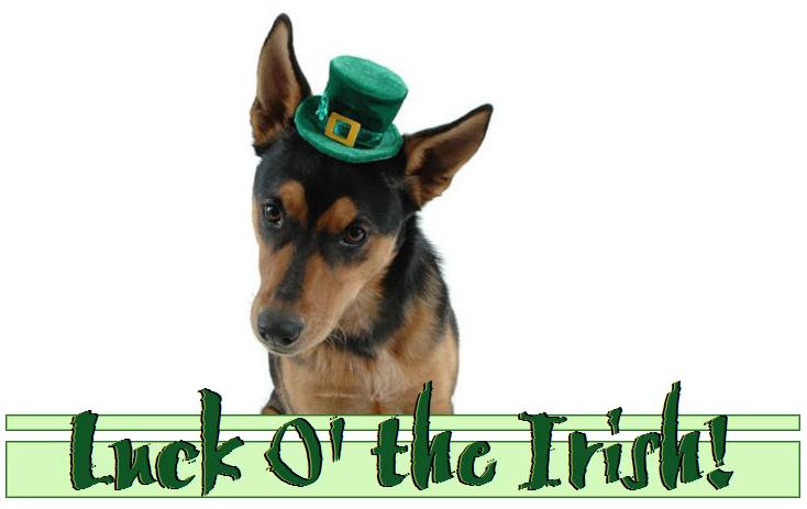Irish dog.jpg