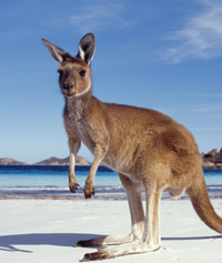 Australia-Kangaroo.jpg