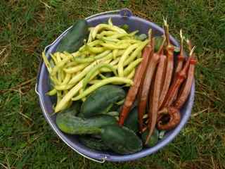 first harvest.jpg