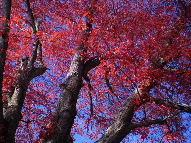 autumn trees.JPG
