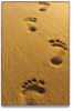 content_footprints.jpg