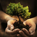 california-photo-baby_tree_in_hands.jpg