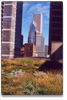 newsletter_content_image-greenroof.jpg