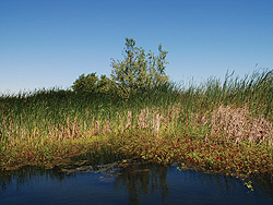 Click here to read more about carbon farming with wetlands