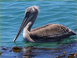 Click here to read more about the California Brown Pelican