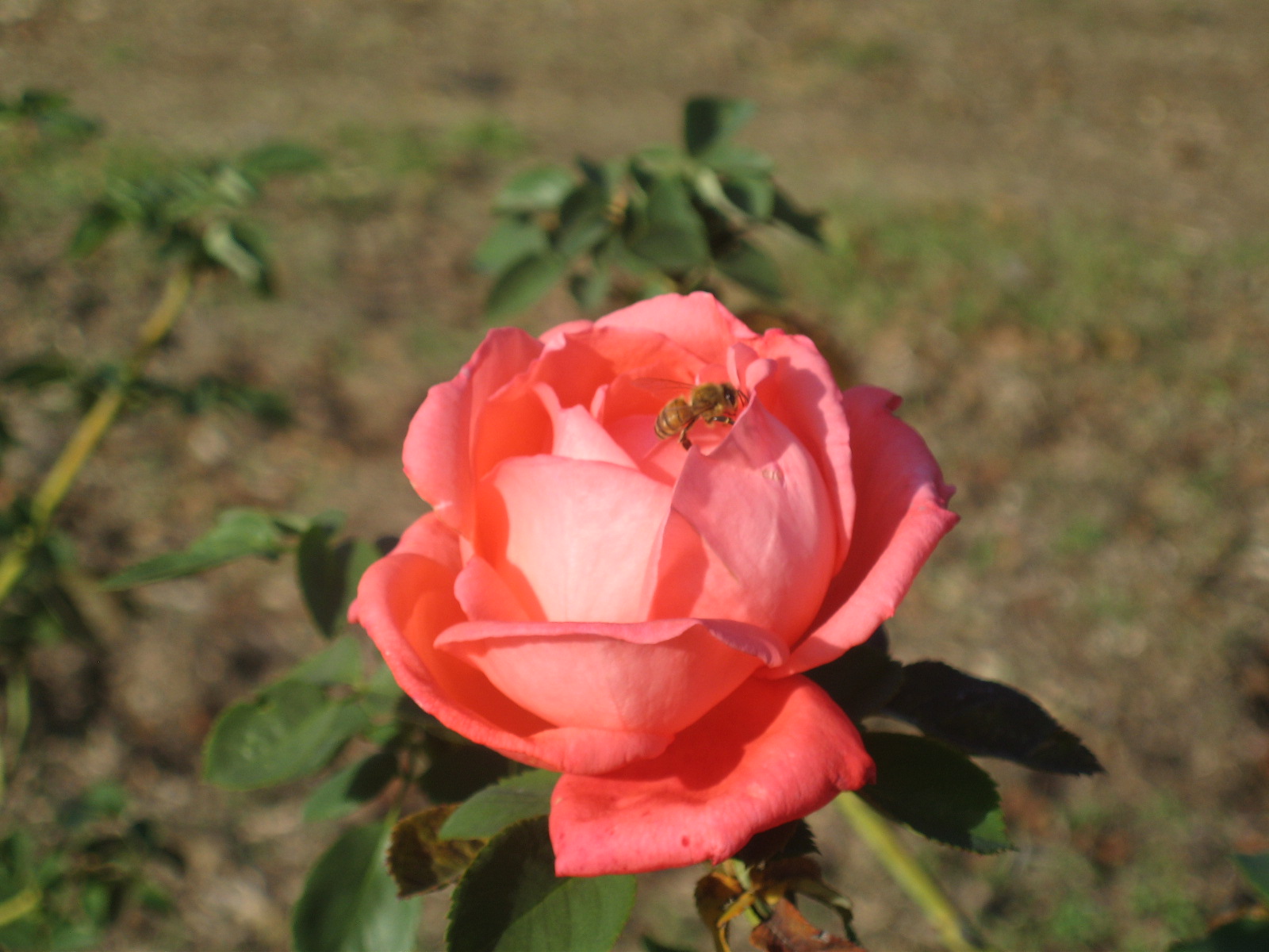 IMG_1884.JPG