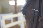 Horse eye