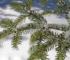 balsam branch for VR.jpg