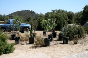 Maddock_Trees_Newsletter2.jpg