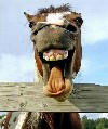 FunnyHorse_Sm.jpg