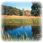 Wetland